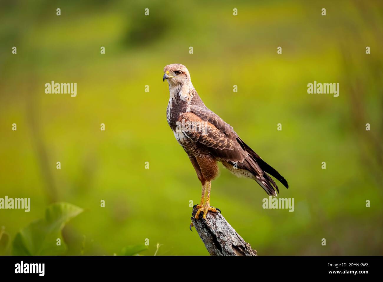 Savanna Hawk perched on a fence post against green defocused background, Pantanal Wetlands, Mato Gro Stock Photo