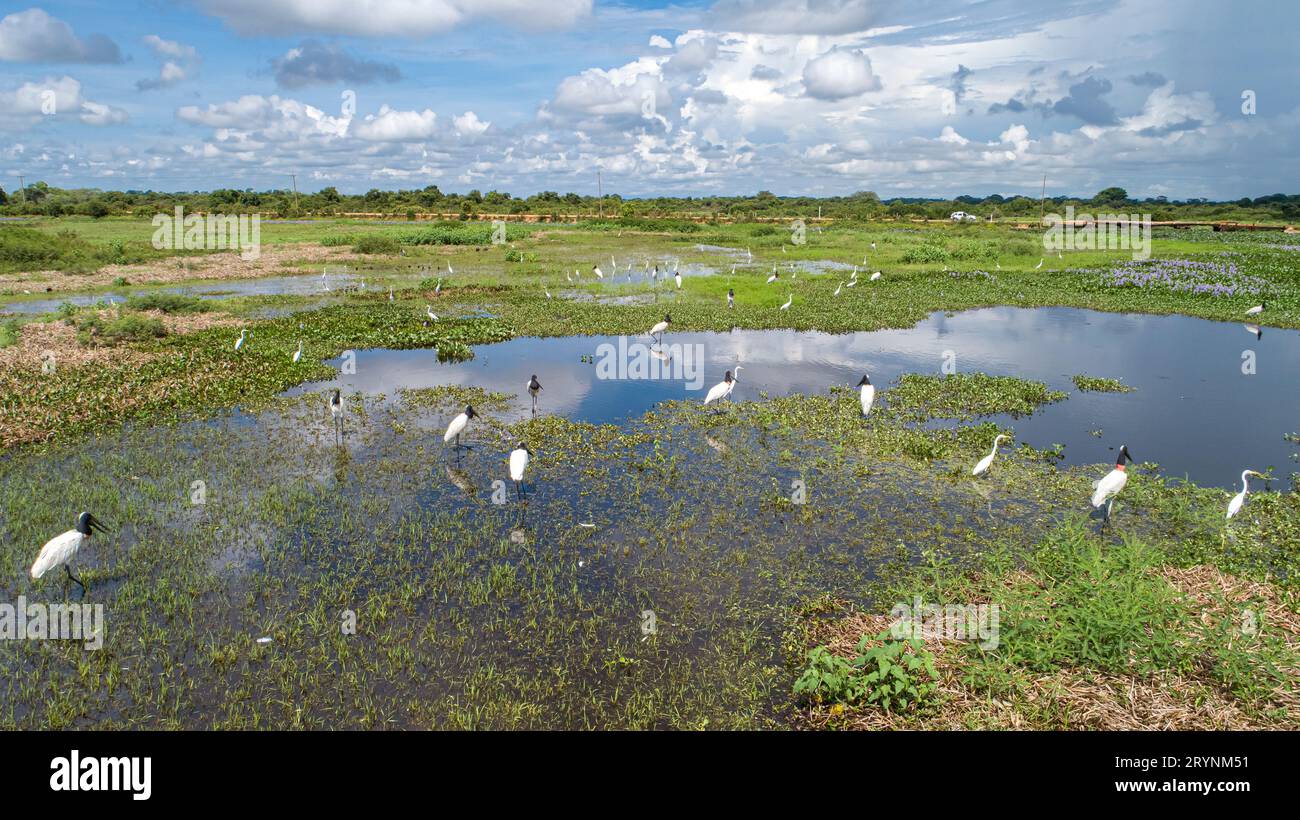 Aerial view of a lagoon and meadows with Jabiru storks and Great egrets, Transpanatnaeira road in ba Stock Photo