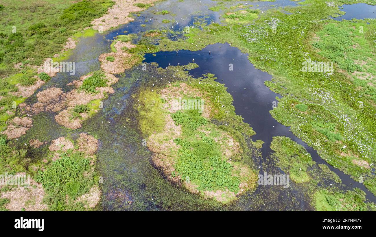 Aerial view of Pantanal wetlands landscape with Jabiru storks and Great egrets, Mato Grosso, Brazil Stock Photo