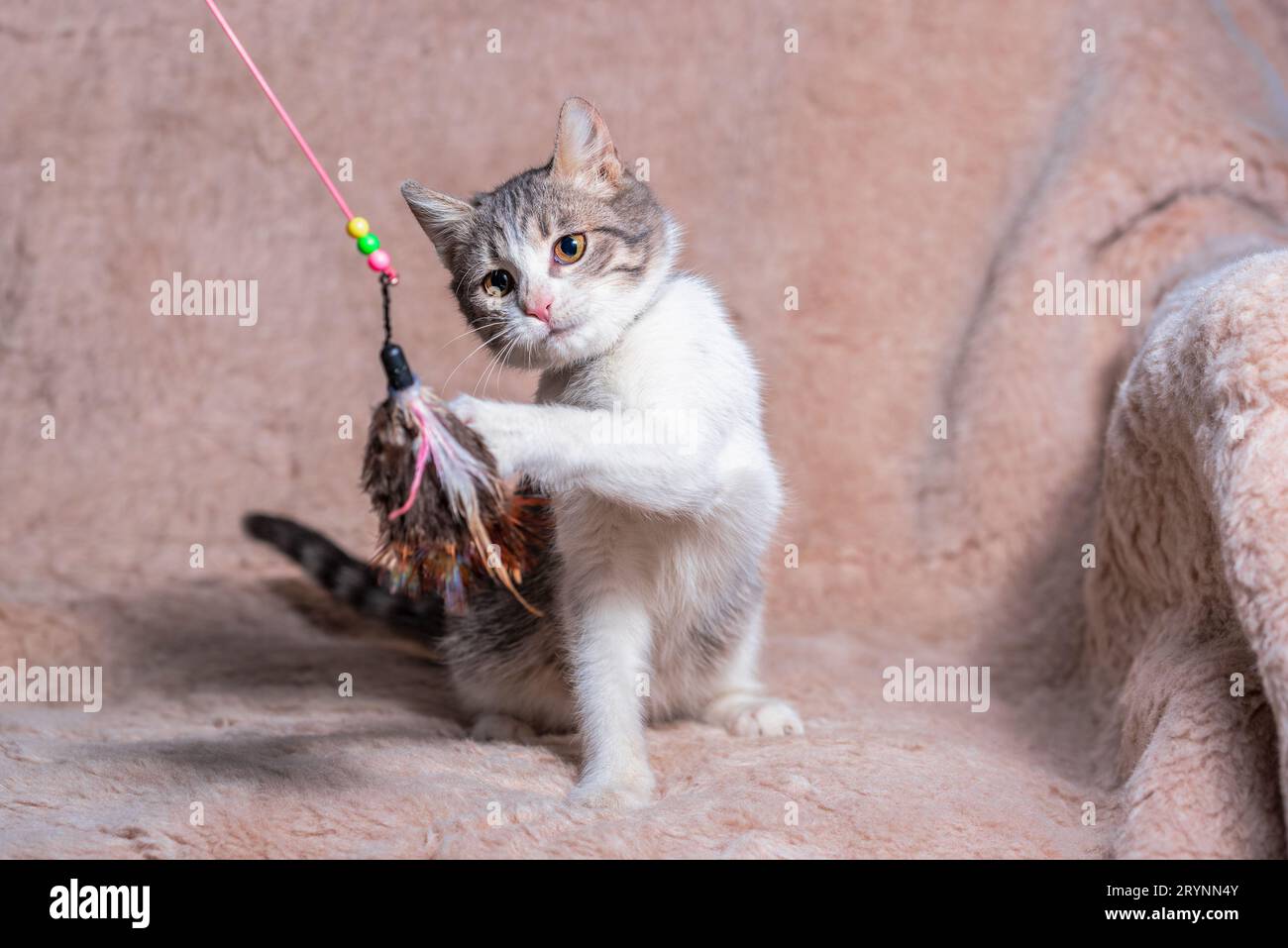 Fishing rod toy for cat hi-res stock photography and images - Alamy