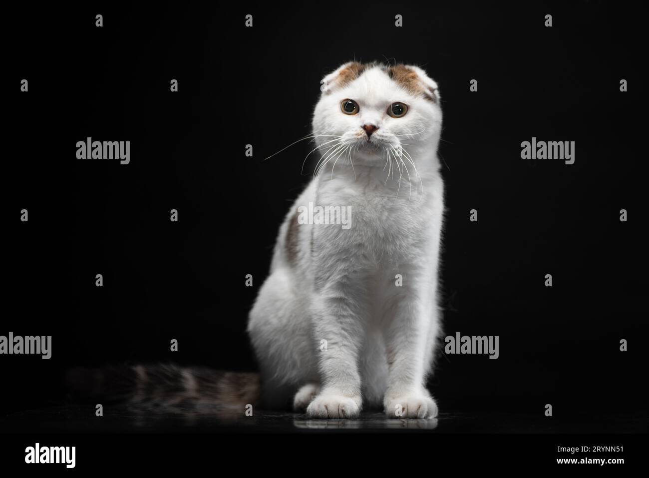Scottish fold cat is white with spots of color sitting on a black background Stock Photo