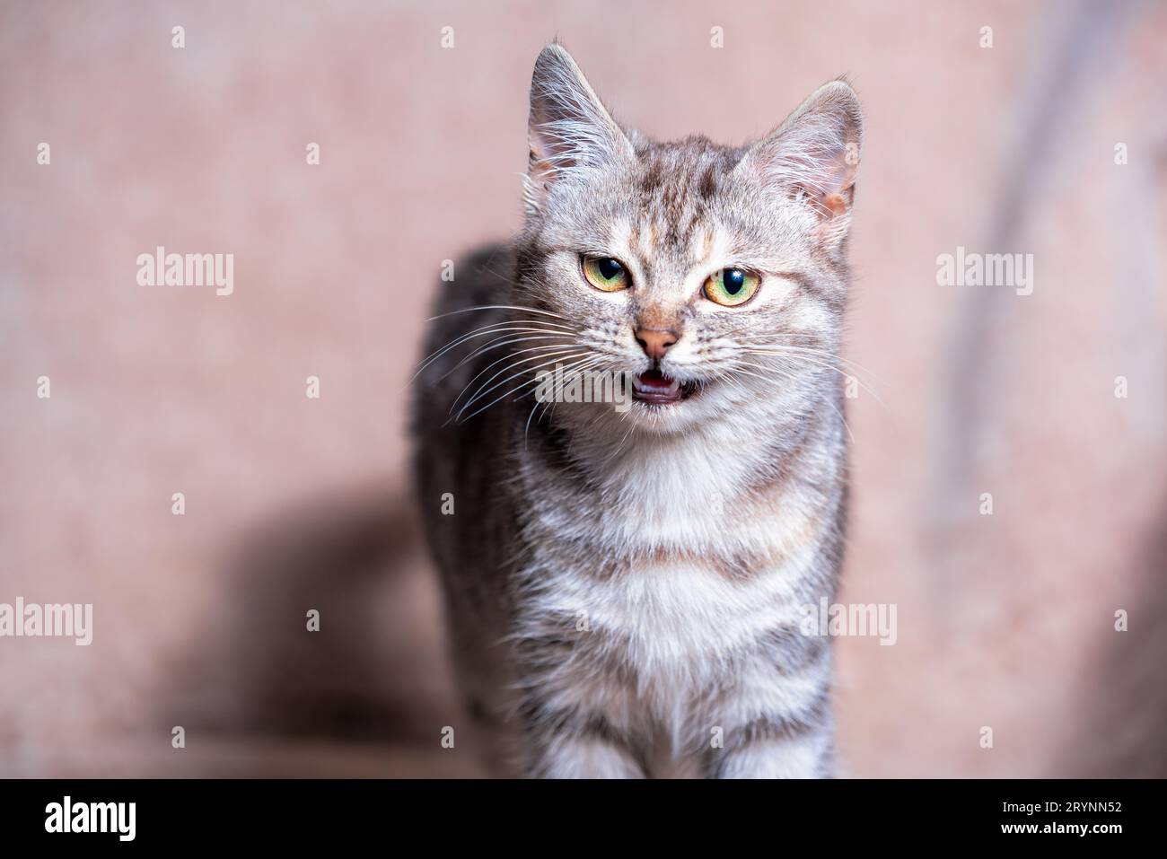 Disgruntled tabby cat with a grin on the sofa covered with a light brown plaid made of artificial fur Stock Photo