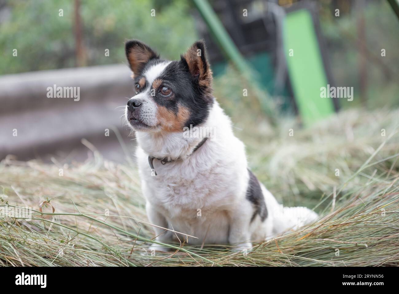 Worried mongrel dog is sitting on the hay Stock Photo