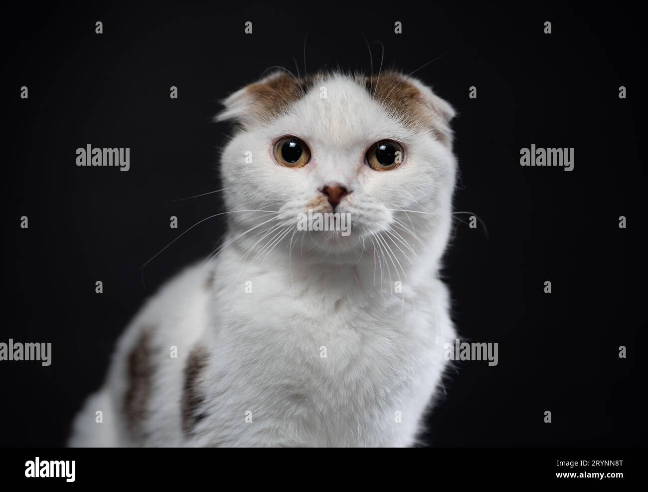Scottish fold cat is white with spots of color sitting on a black background Stock Photo