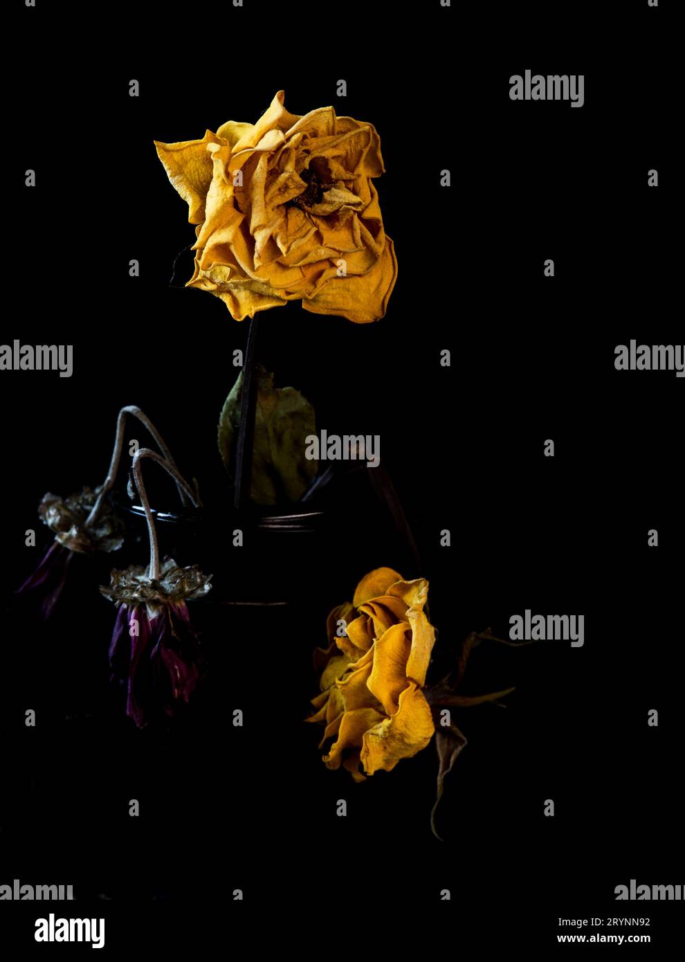 Wilted yellow rose flower on a black background. Faded lifeless flower. Sorrow and depression Stock Photo