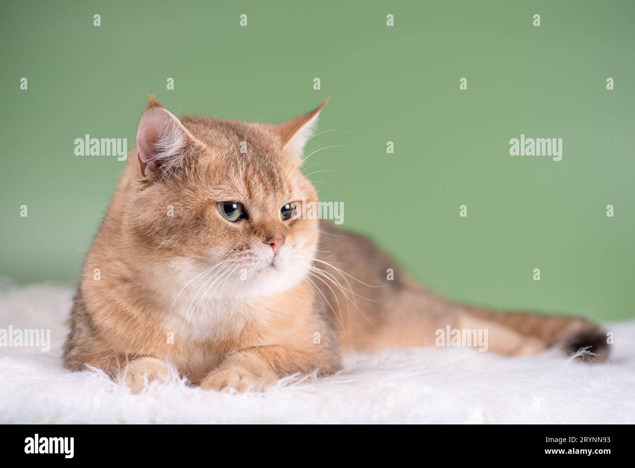 Disgruntled cat of the British breed of the golden chinchilla color ...