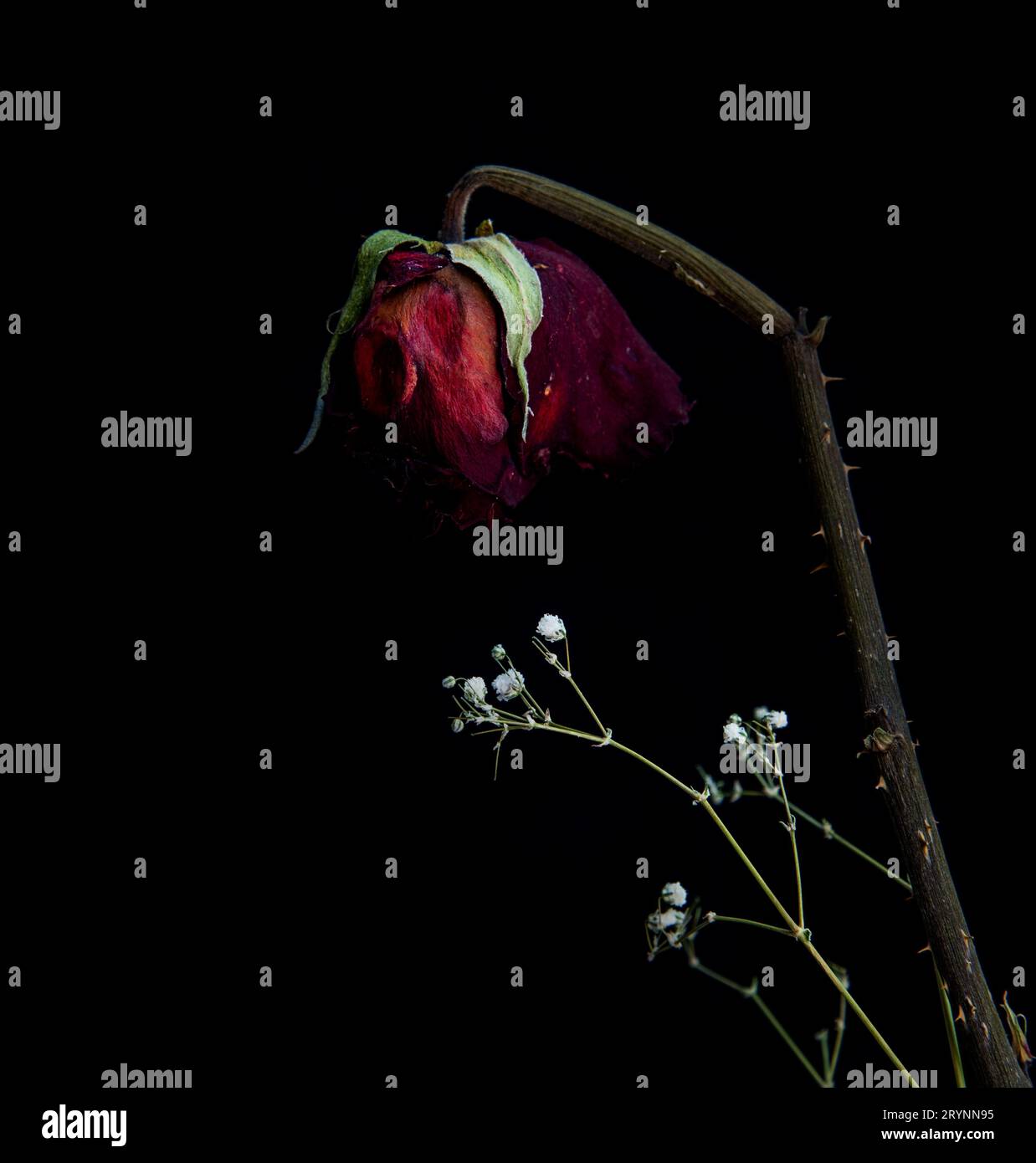 Wilted red rose flower on a black background. Faded lifeless flower. Sorrow and depression Stock Photo
