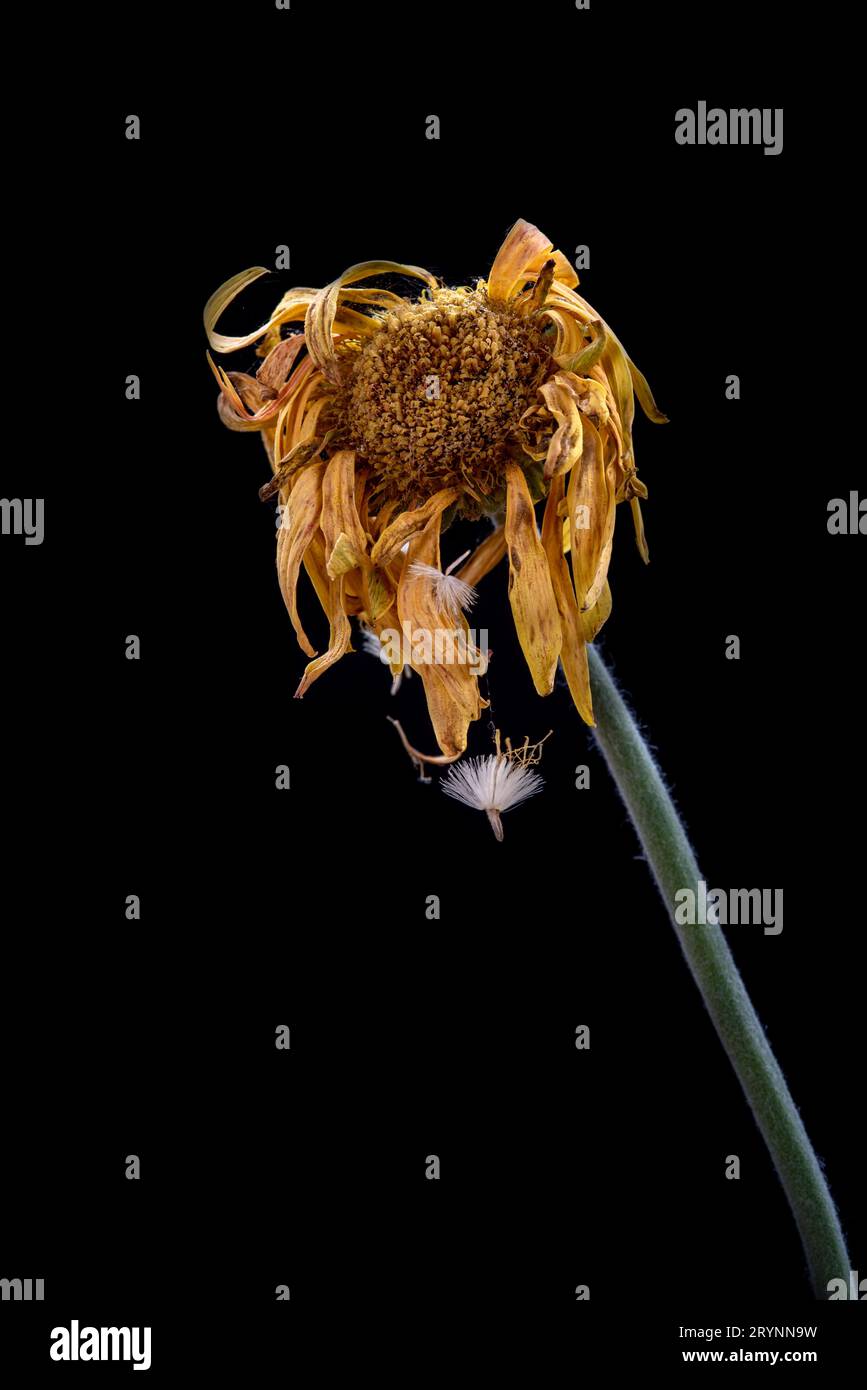 Beautiful Yellow dahlia withered flower isolated on a black background