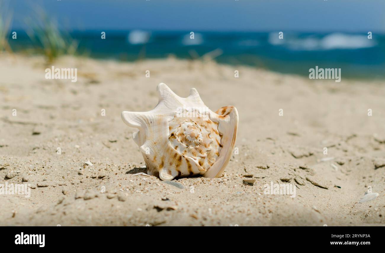 Large huge ocean shell with spikes on yellow sand against a the Stock Photo