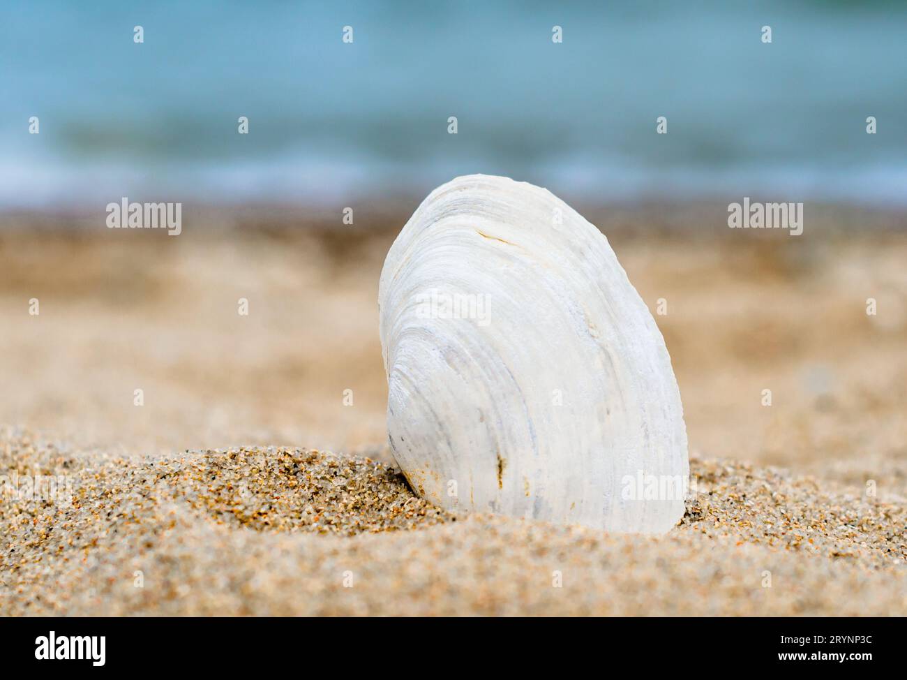Bright striped shell in quartz sand against the blue sea Stock Photo