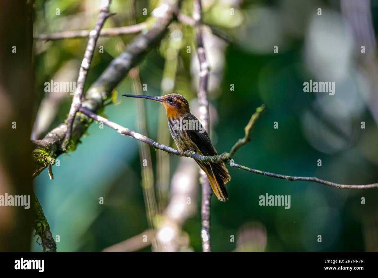 Saw-billed hermit, side view, looking left, perched on a tiny branch against defocused background, F Stock Photo