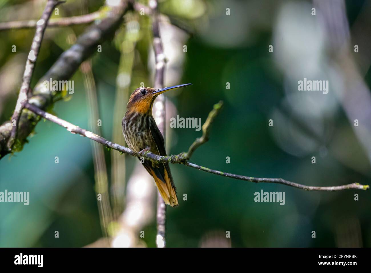 Saw-billed hermit, side view, looking right, perched on a tiny branch against defocused background, Stock Photo