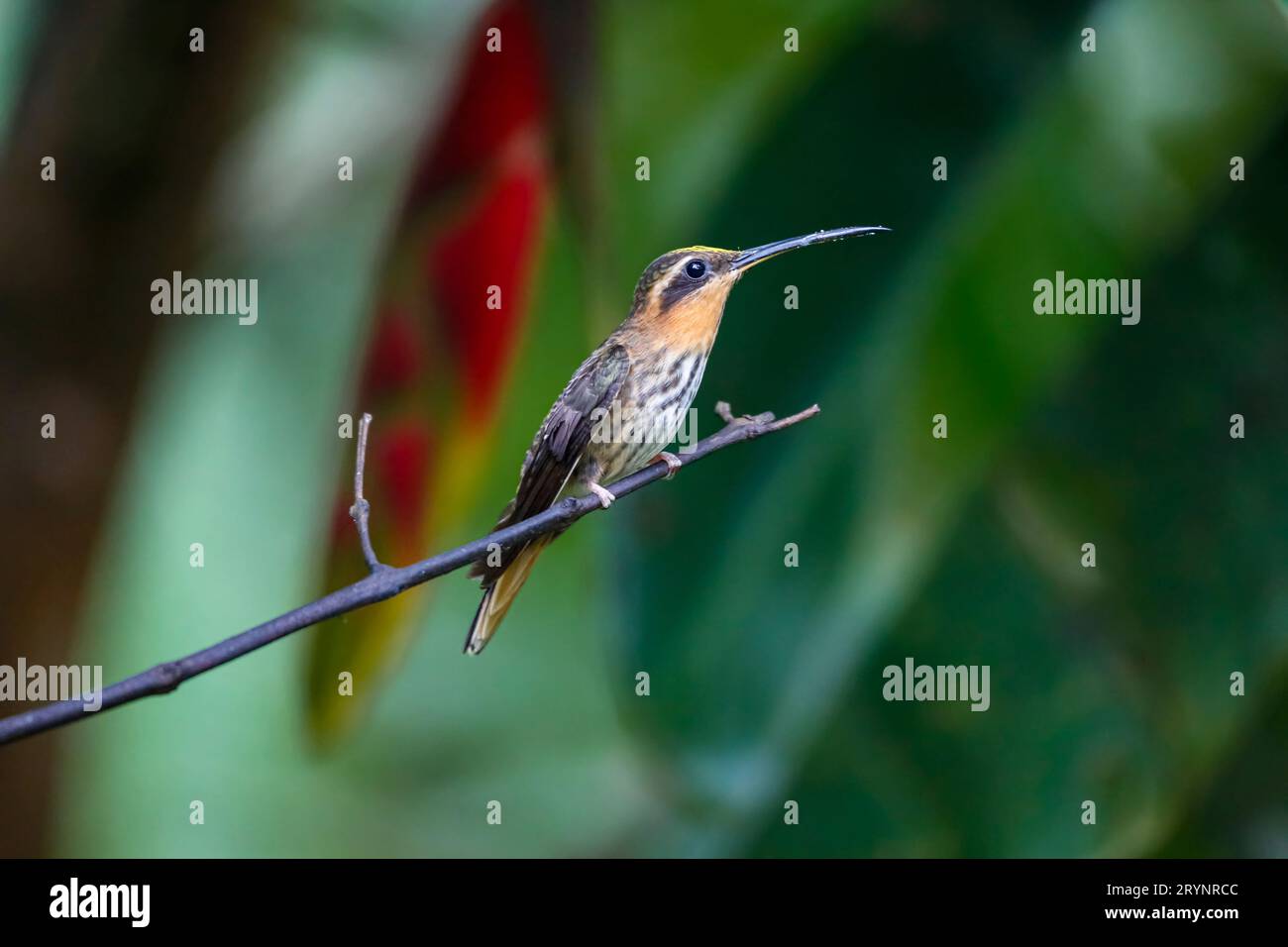 Close-up of a Saw-billed hermit, side view, perched on a branch against defocused background, Folha Stock Photo