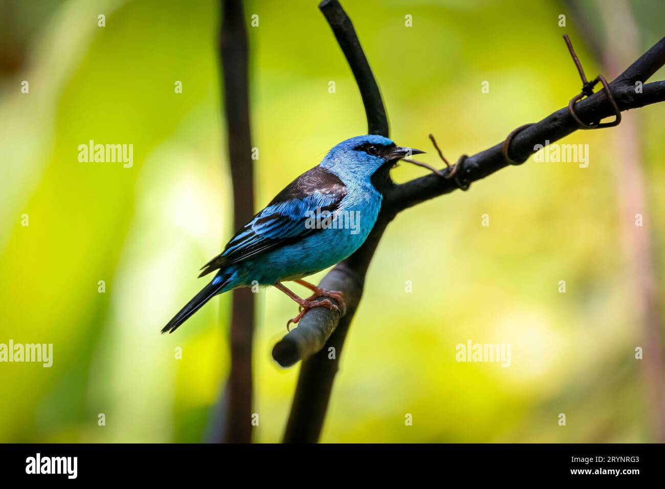 Blue Dacnis perched on a branch against defocused bright green background, Folha Seca, Brazil Stock Photo