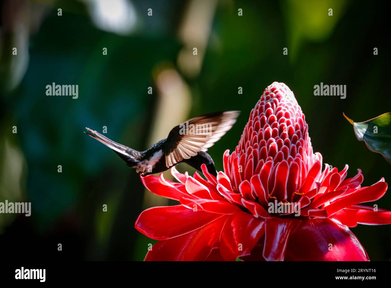 Black Jacobin sucking nectar from a red torch lily, flapping spread wings, in sunlight, Folha Seca, Stock Photo