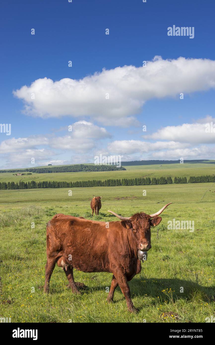 FRANCE. AUVERGNE. CANTAL (15) SALERS COWS ON THE CEZALLIER PASTURES BETWEEN ALLANCHE AND MARCENAT Stock Photo