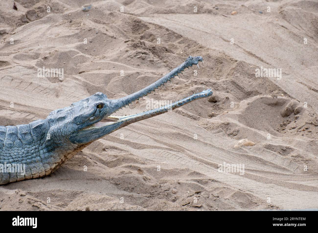 Crocodile reptile animal moving in the sand. Animals in wild Stock Photo
