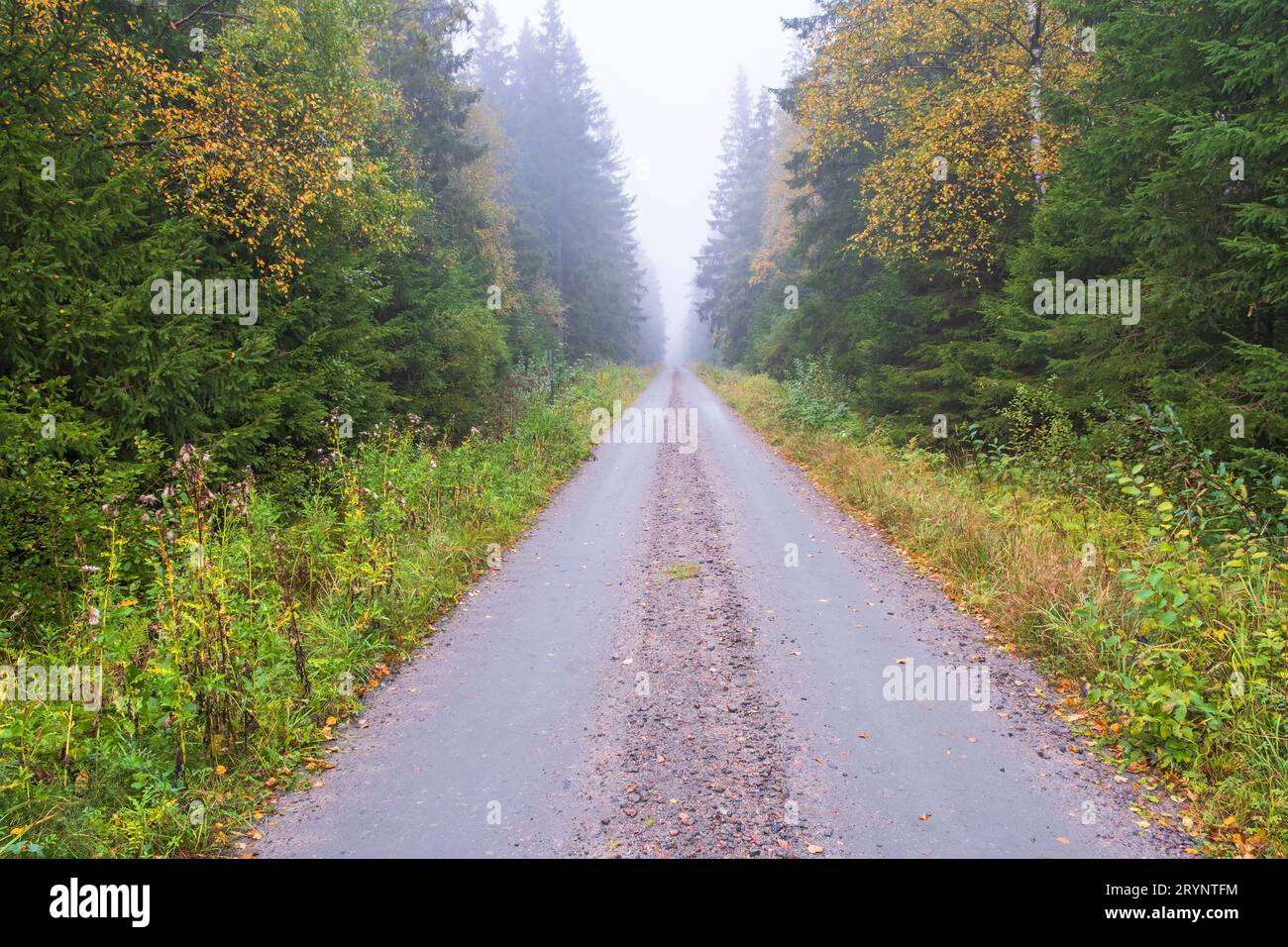 Dirt road in a forest with fog Stock Photo - Alamy