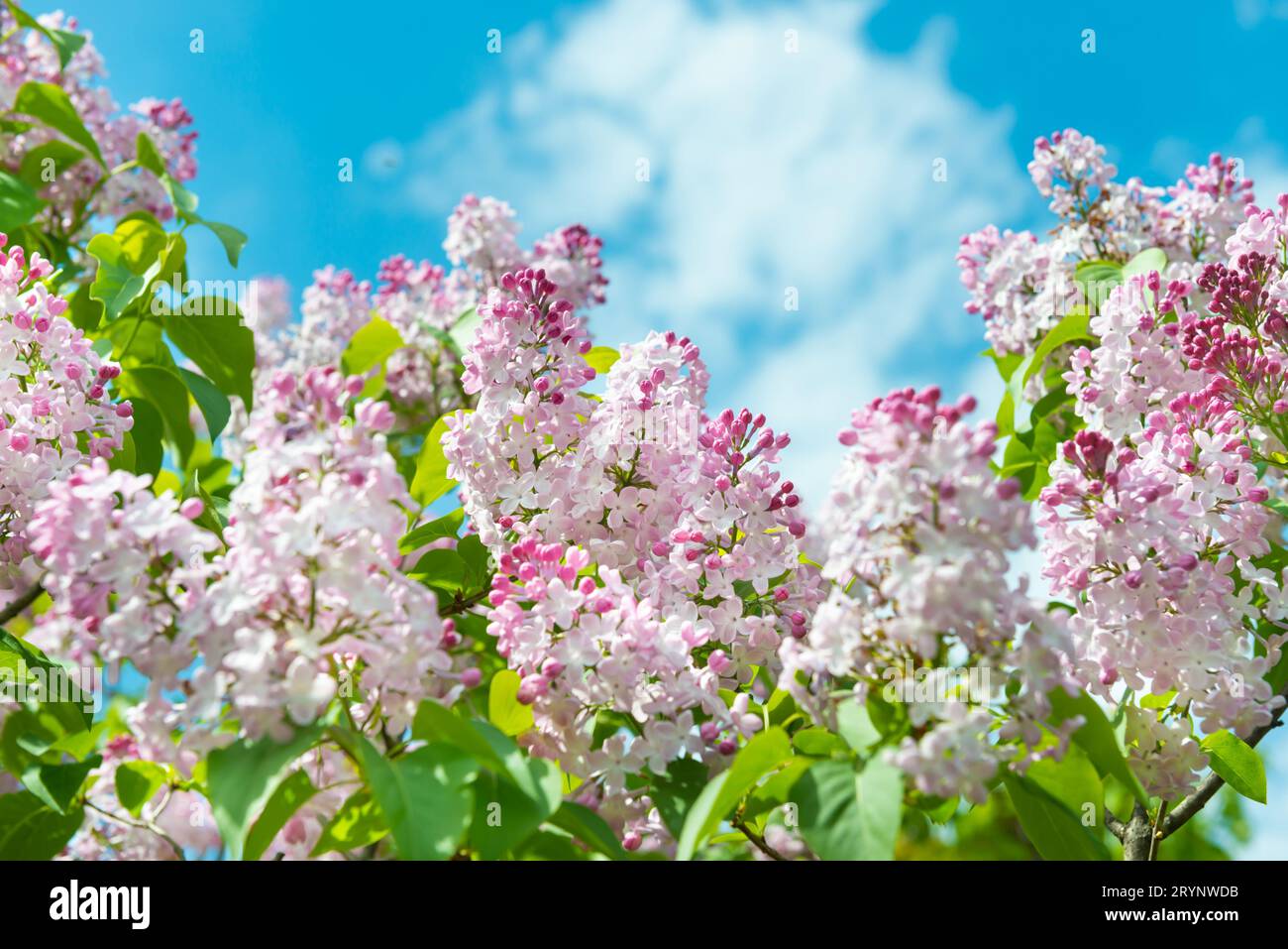 Lilac flowers branch Stock Photo