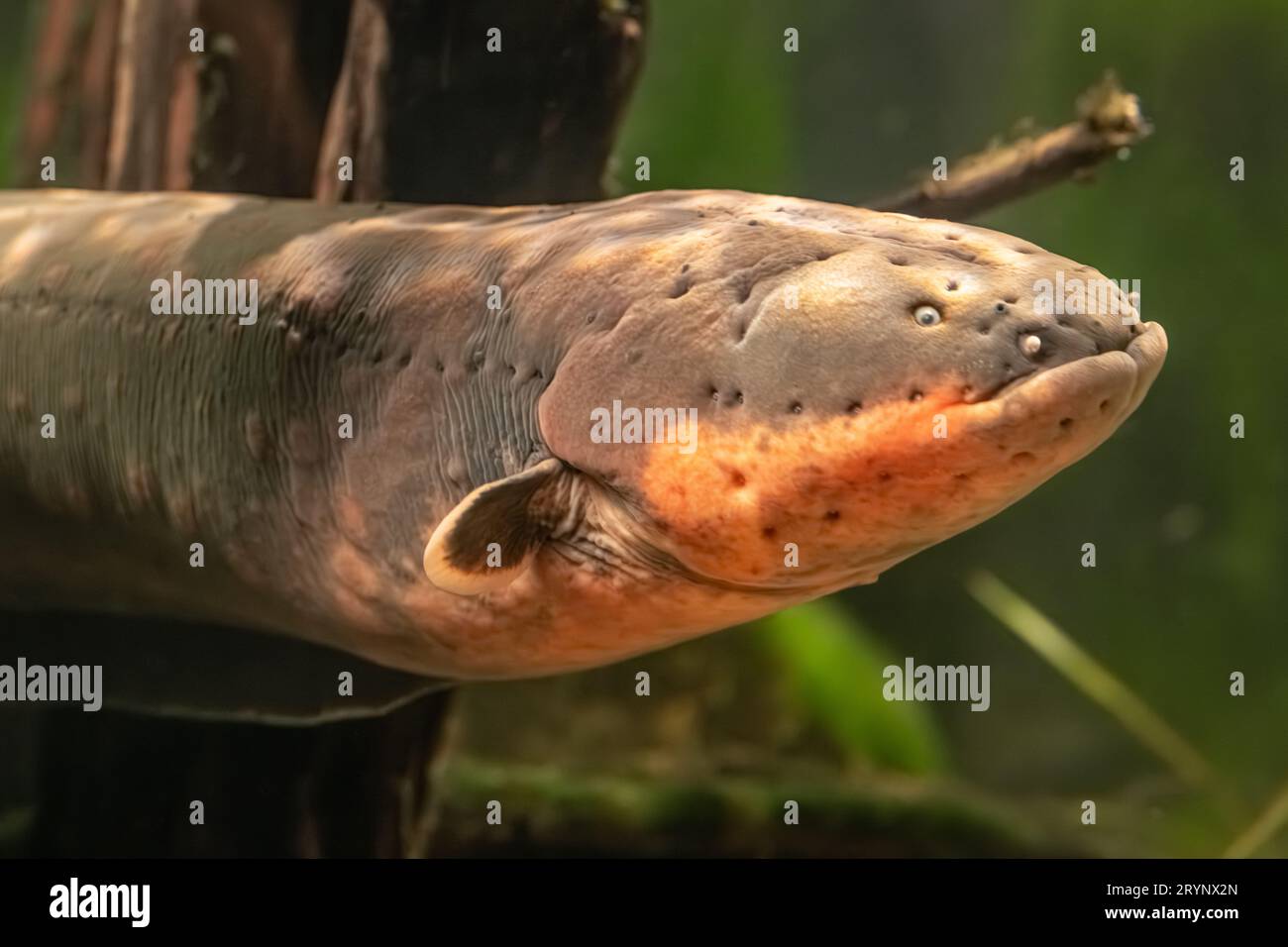 Electric eel (‎Electrophorus electricus) at the Aquarium in