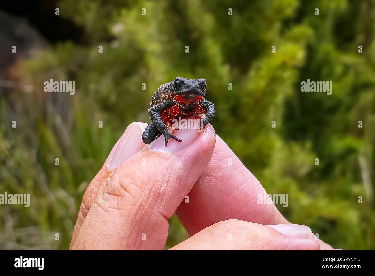 Close-up of a tiny, beautiful Maldonada redbelly toad, facing camera on fingers of a man, Itatiaia, Brazil Stock Photo