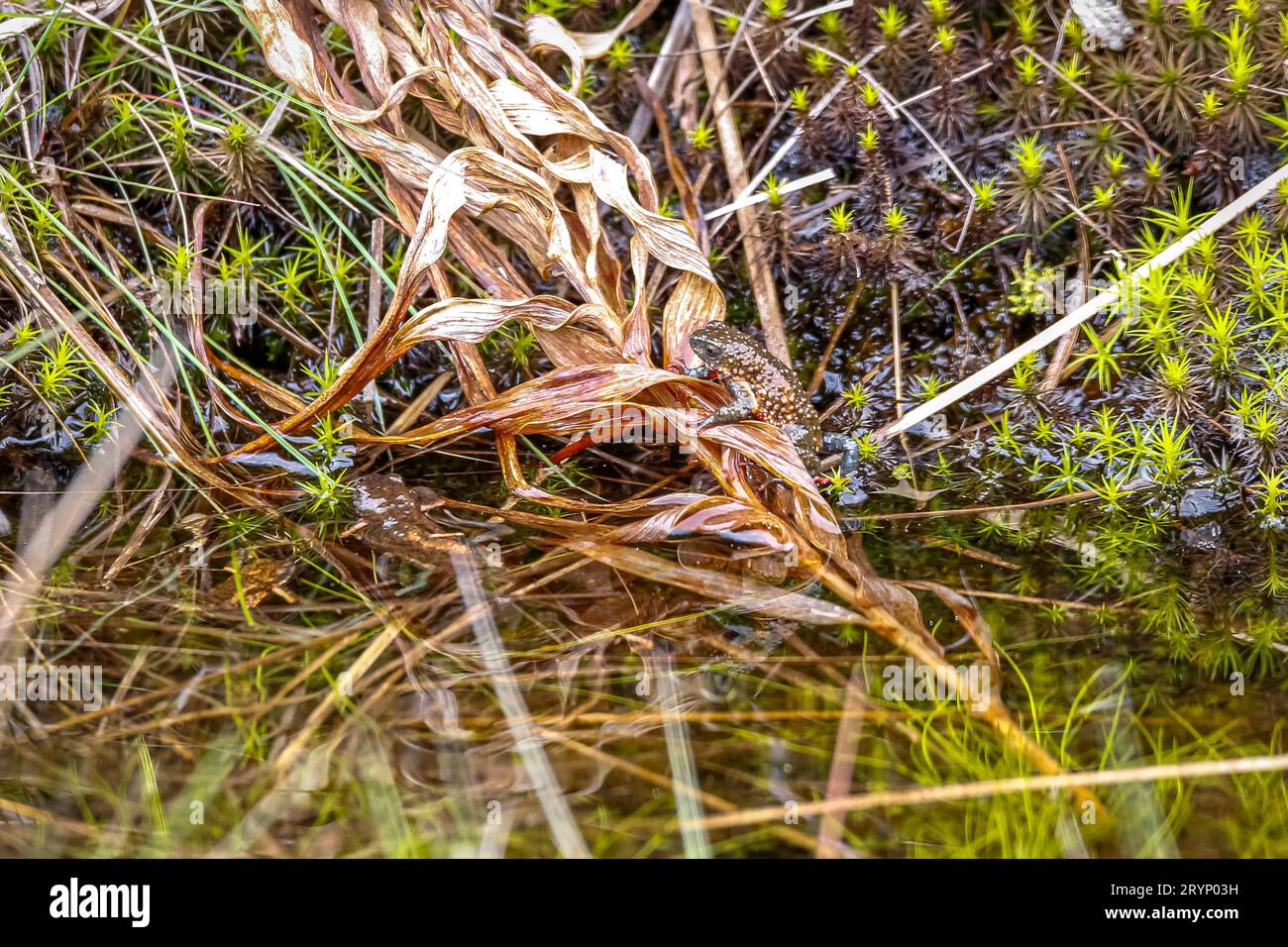 Close-up of a tiny, beautiful Maldonada redbelly toad sitting on wet brown leaves at the water edge, Itatiaia, Brazil Stock Photo