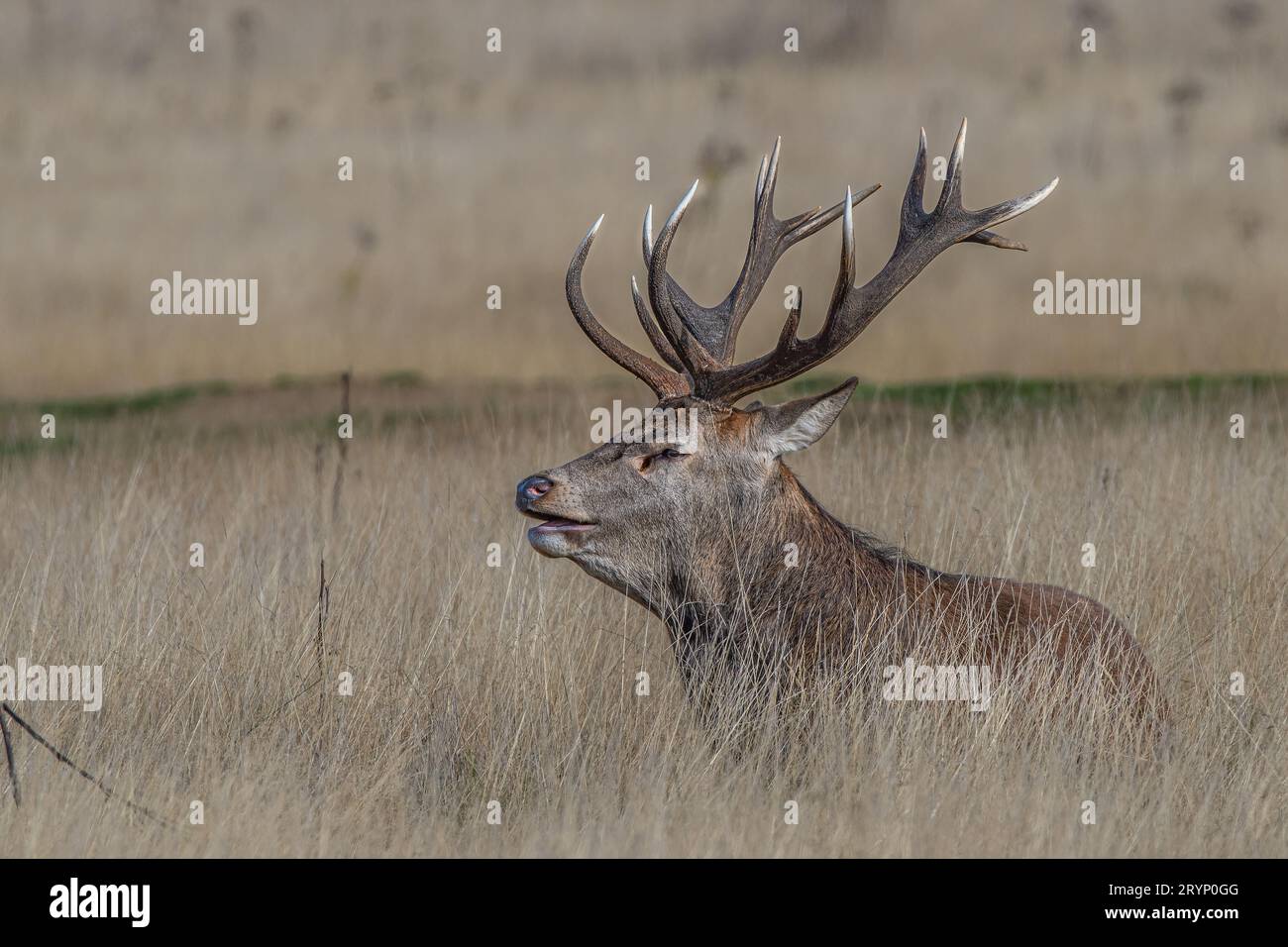 Red deer stag during rutting season Stock Photo
