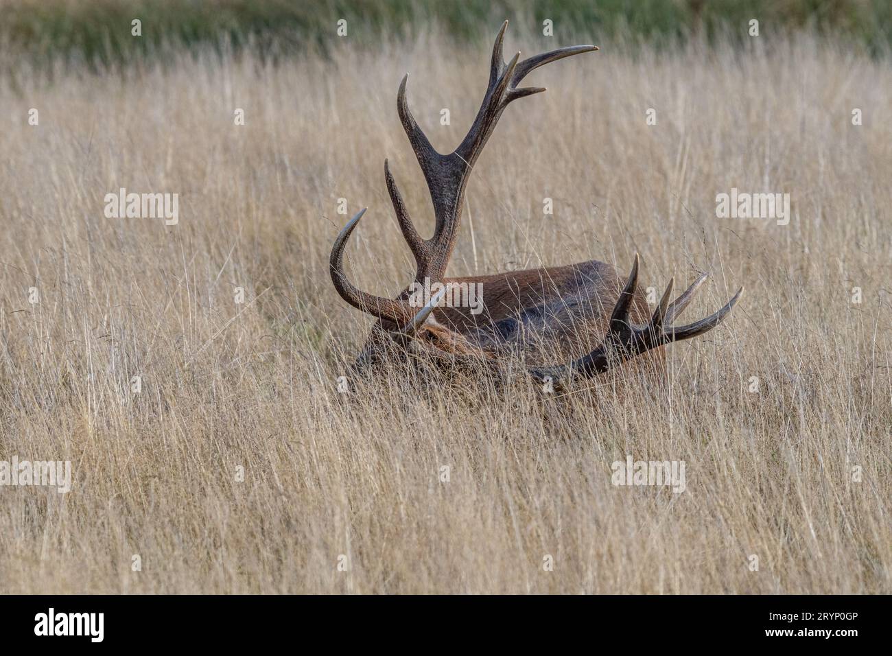 Red Deer Stag ruting in Richmond Park Stock Photo