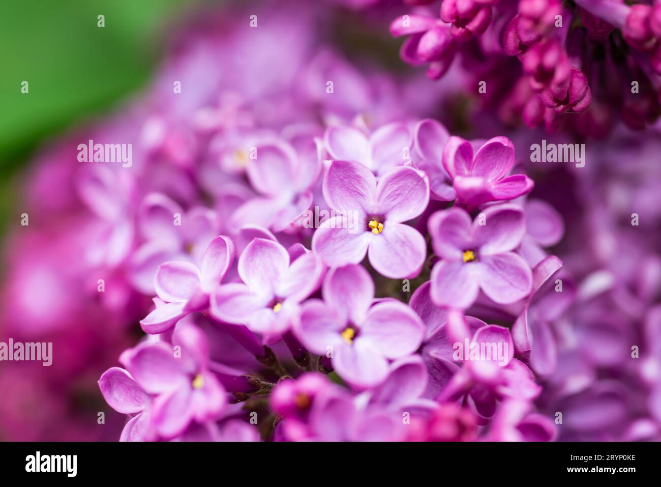 Purple lilac flowers macro background Stock Photo