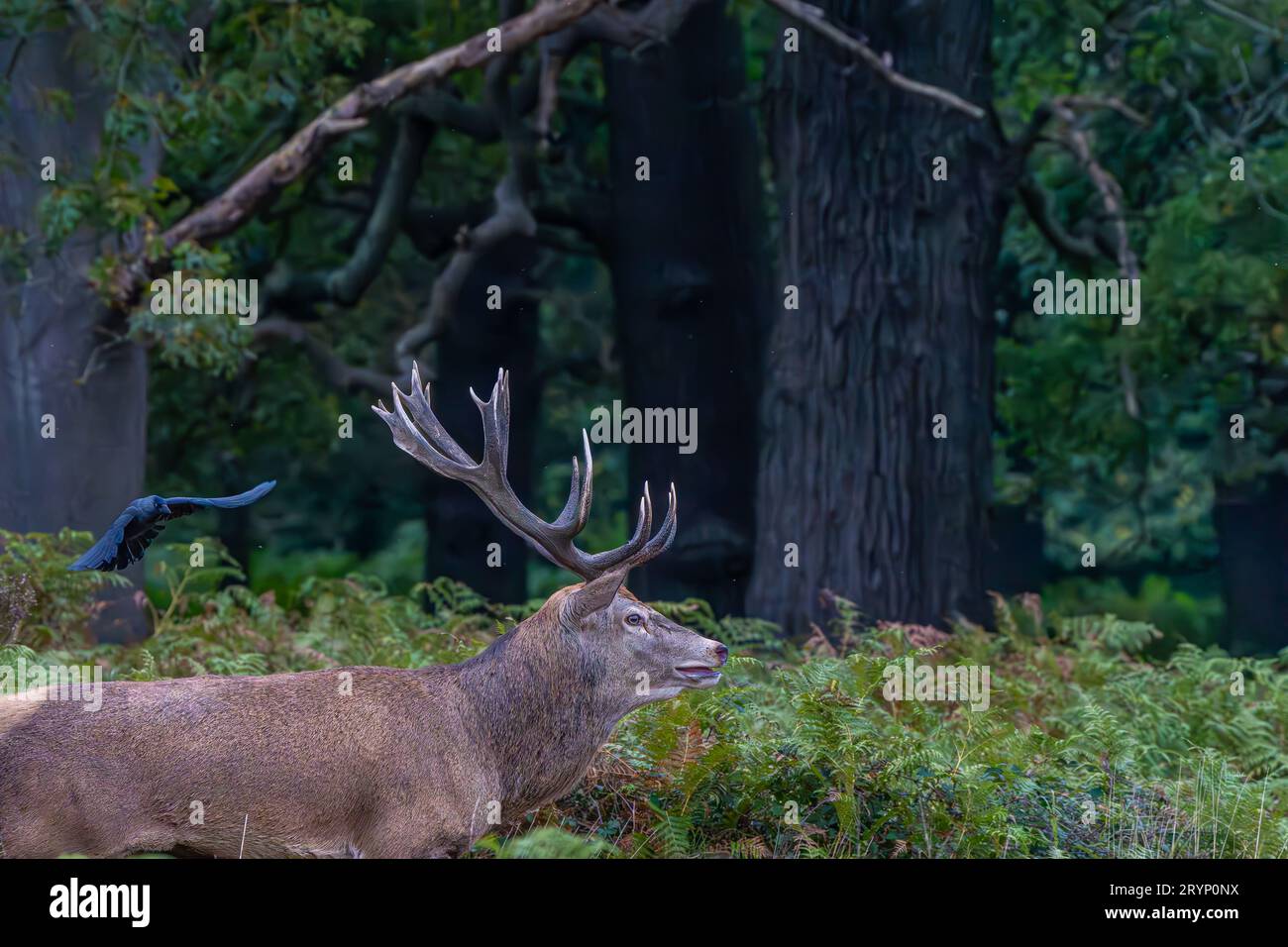 Red Deer Stag during Rutting season Stock Photo