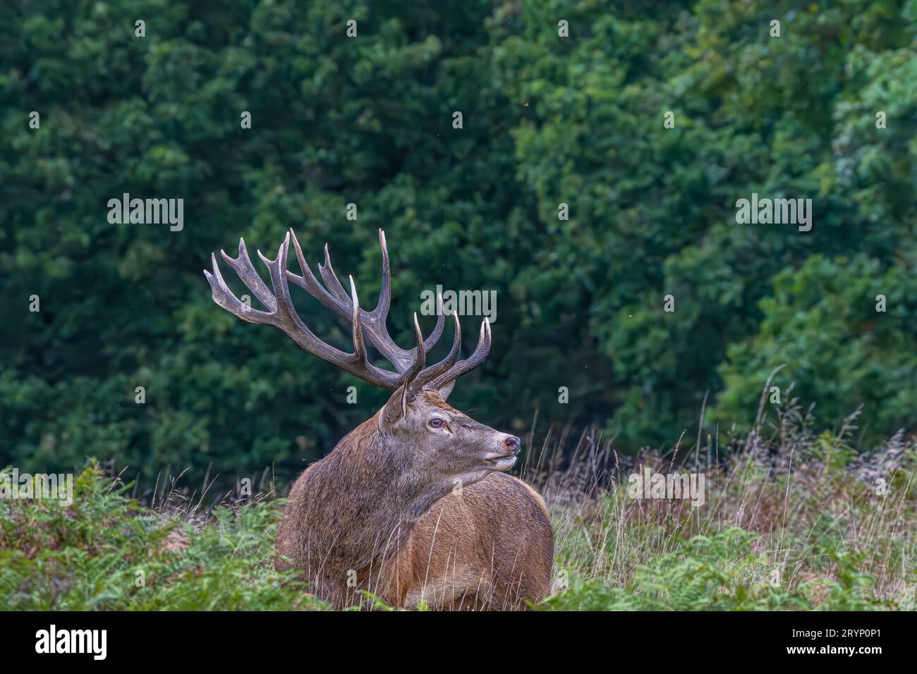 Red Deer Stag during Rutting season Stock Photo