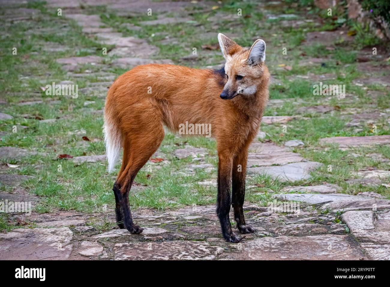 Maned wolf on a pathway of Sanctuary CaraÃ§a, turning head to the left ...