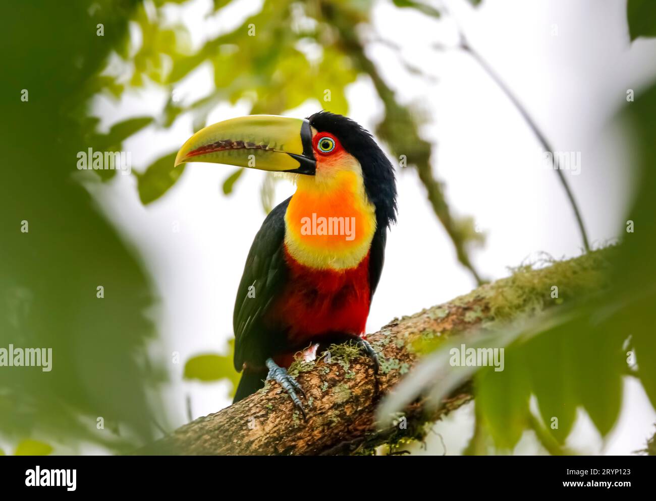 Close-up of a beautiful Red-breasted toucan perched on a tree branch, framed with green defocused le Stock Photo