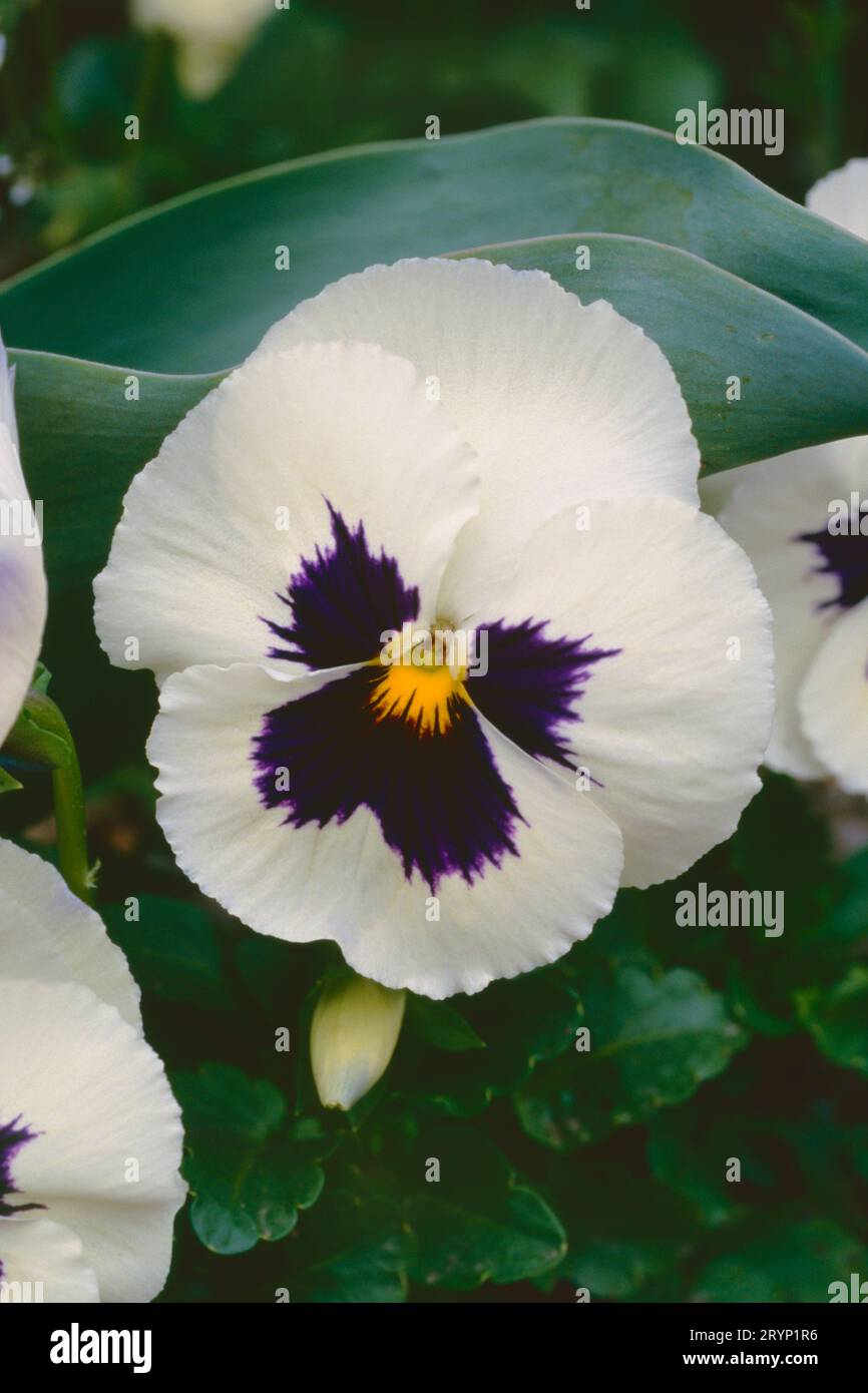 Pansy 'Turbo White' Stock Photo
