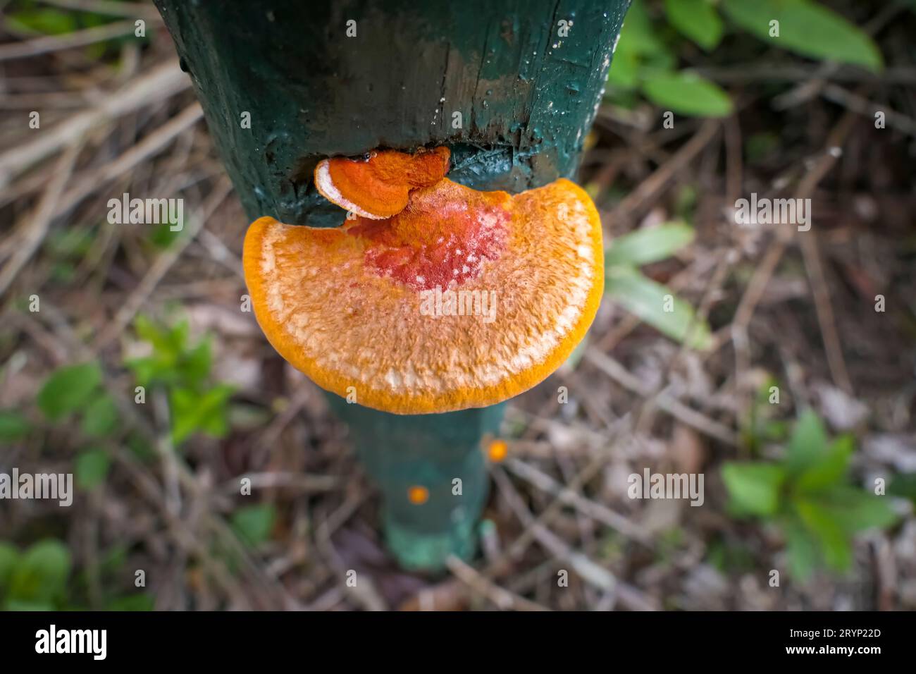 High angle view of an orange-brown tree fungus growing on a green wooden post, Caraca natural park, Stock Photo