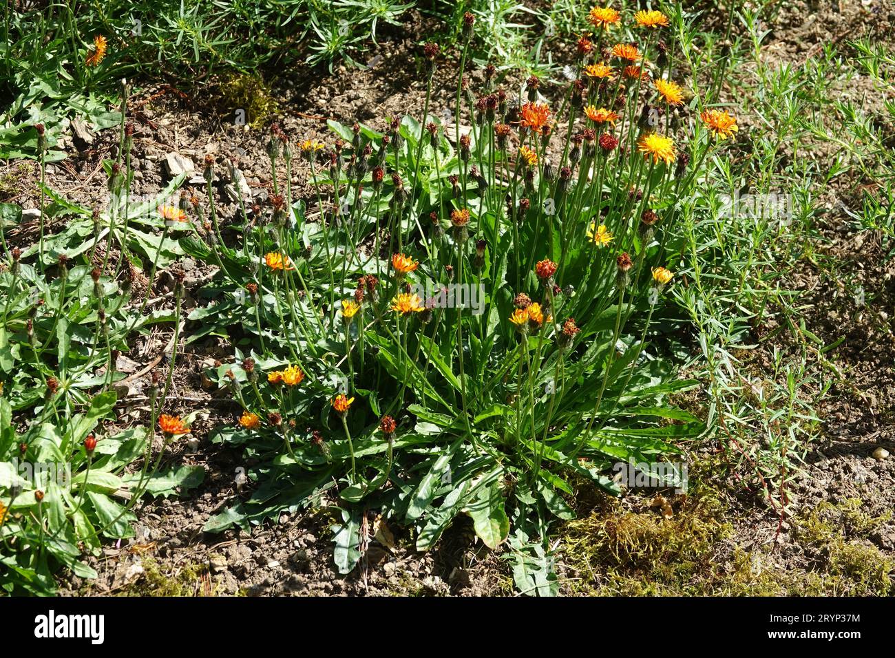 Crepis aurea, golden hawksbeard Stock Photo