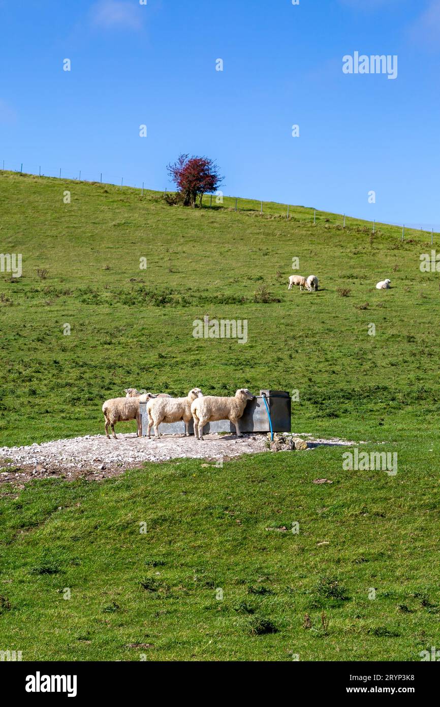 Sheep gathered around a water trough in the South Downs, on a sunny