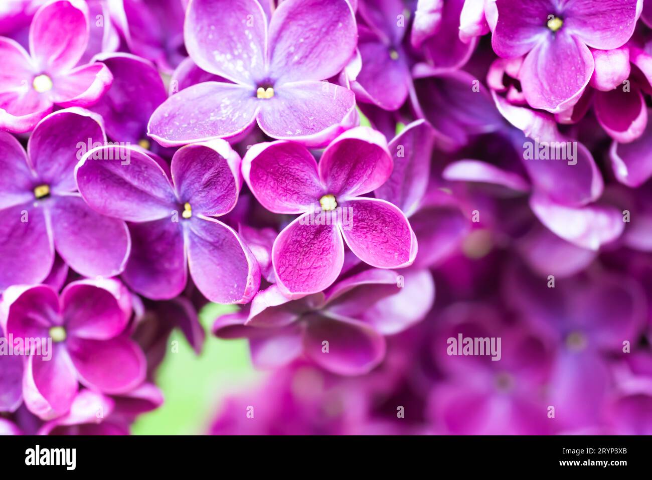 Purple lilac flowers macro background Stock Photo - Alamy