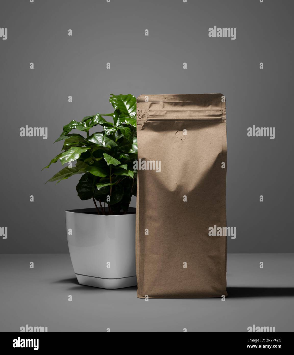 Mockup of coffee packaging made of kraft paper. Zip bag template next to a potted arabica tree. Blank pack for design, print, pattern, branding. Front Stock Photo