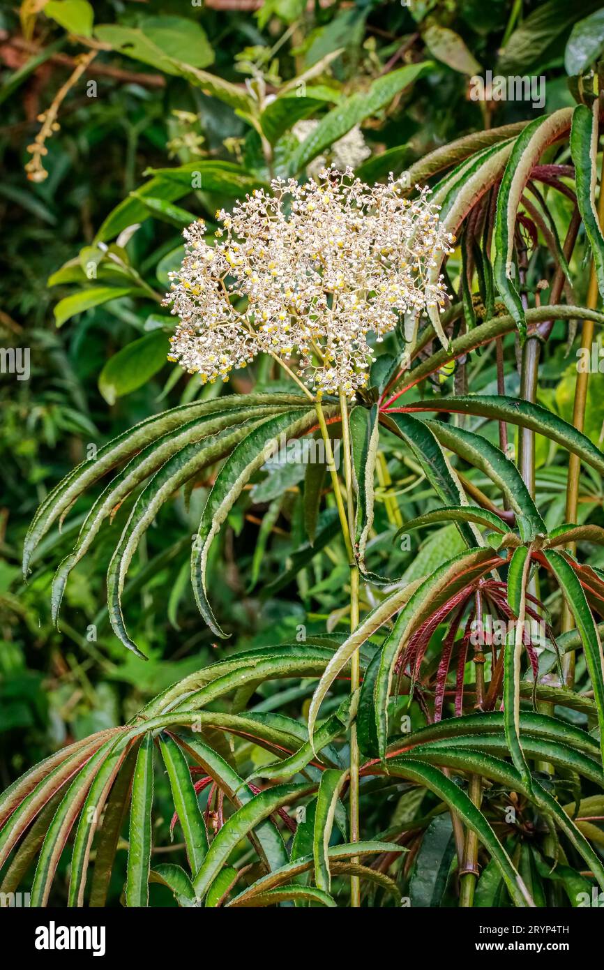Beautiful white flower panicle, Atlantic Forest, Itatiaia, Brazil Stock Photo