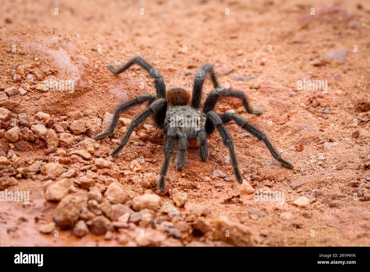 Close-up of a Tarantula on red sand, Biribiri State Park, Minas Gerais, Brazil Stock Photo