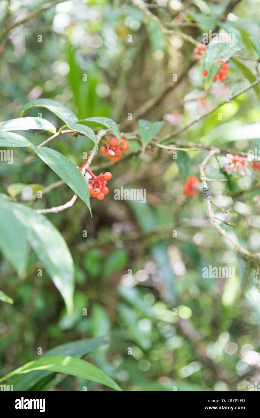 Plant with tiny red fruits Stock Photo - Alamy