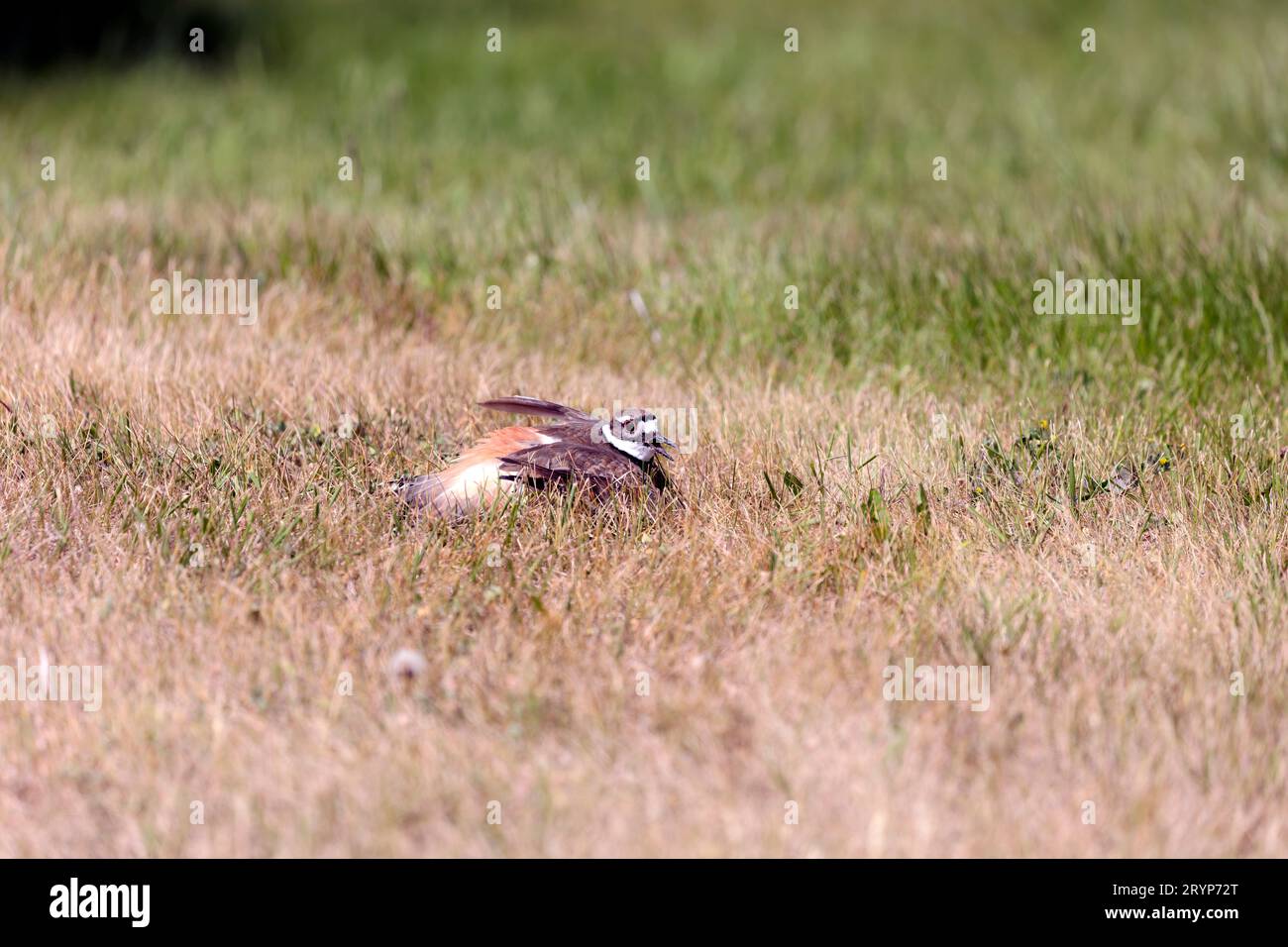 The killdeer (Charadrius vociferus) Stock Photo