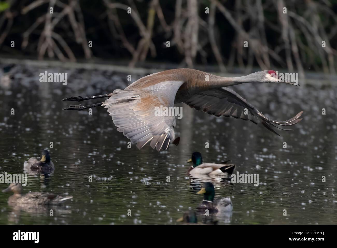 The Sandhill crane (Antigone canadensis) Stock Photo