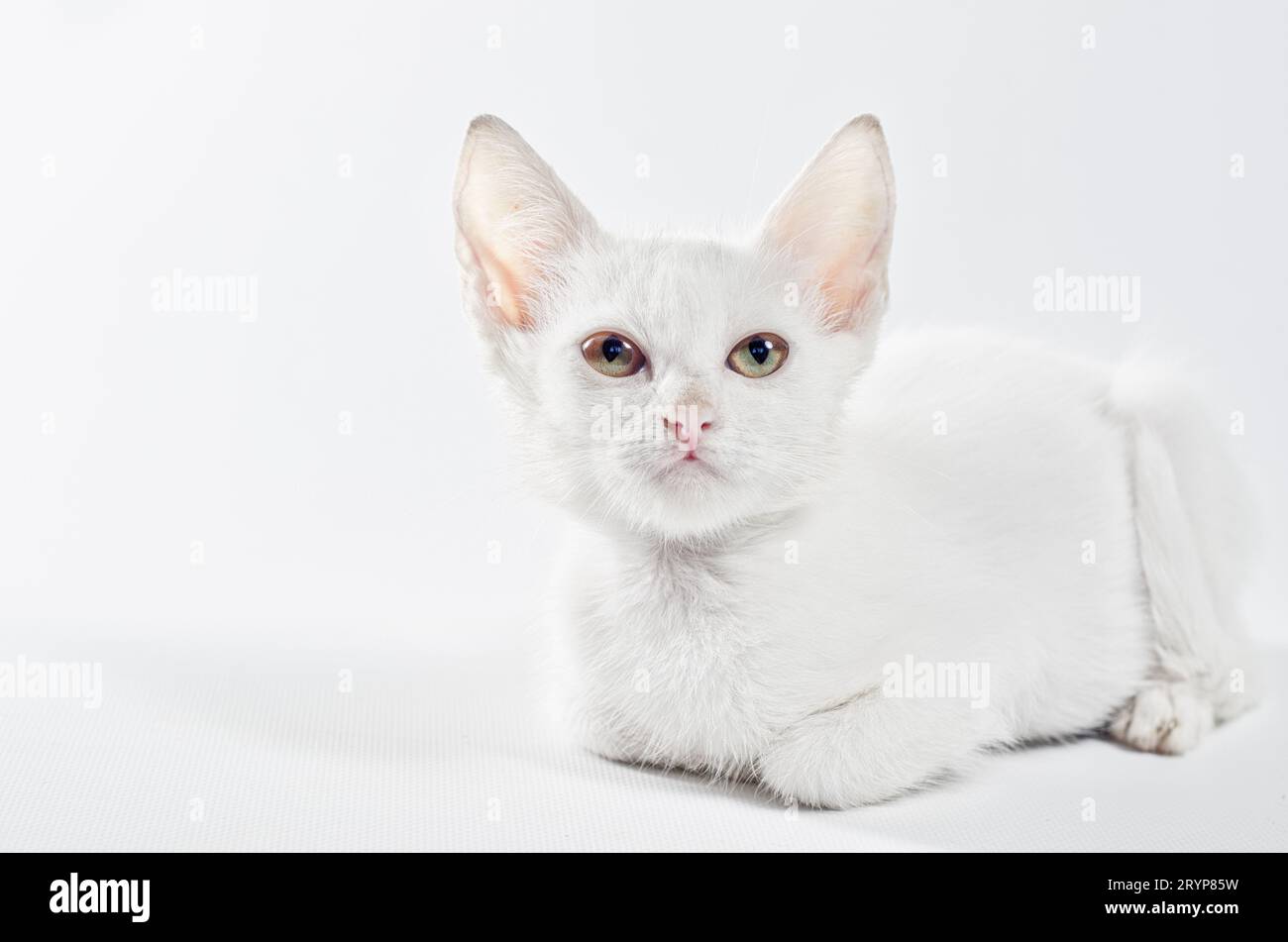 White cat looking up on the white background Stock Photo - Alamy