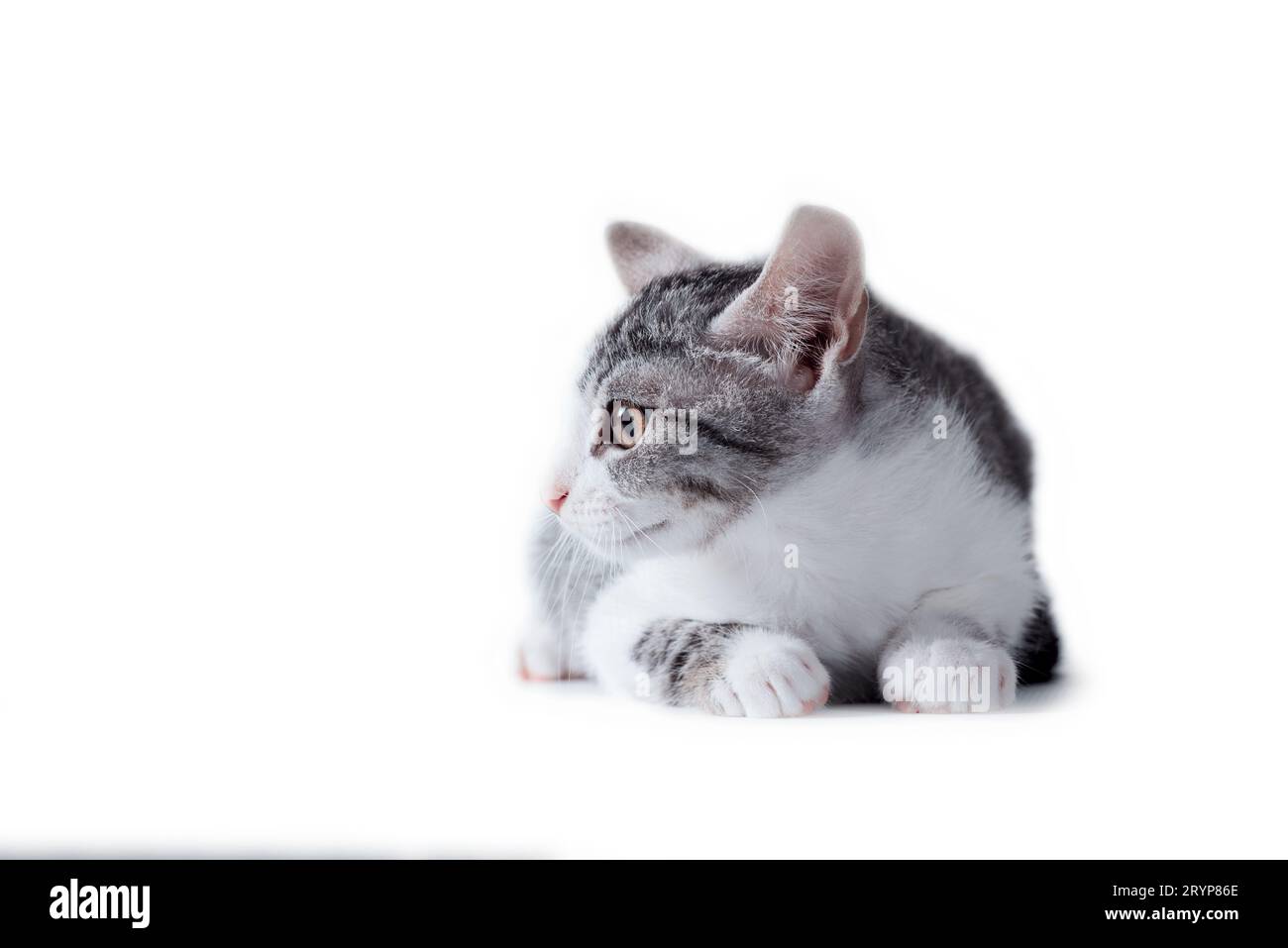 Tabby cat on a white background Stock Photo