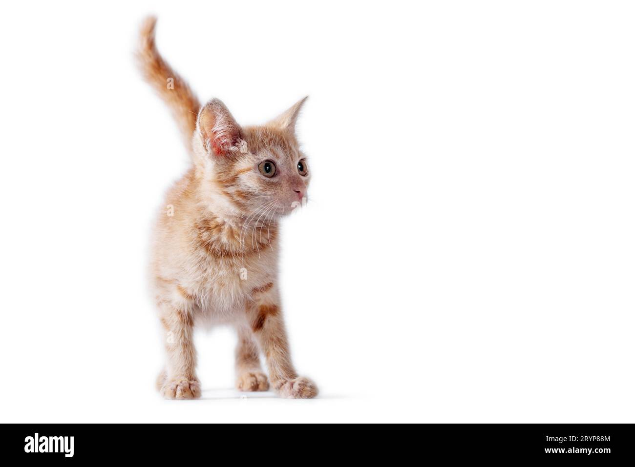 Bright red kitten standing and looking right on a white background Stock Photo