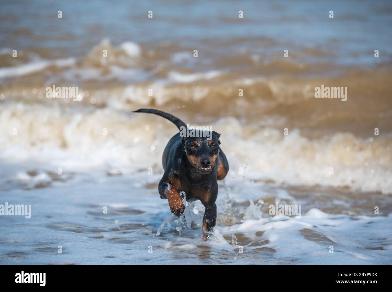 Doberman dog puppy swims in dirty water during a flood Stock Photo