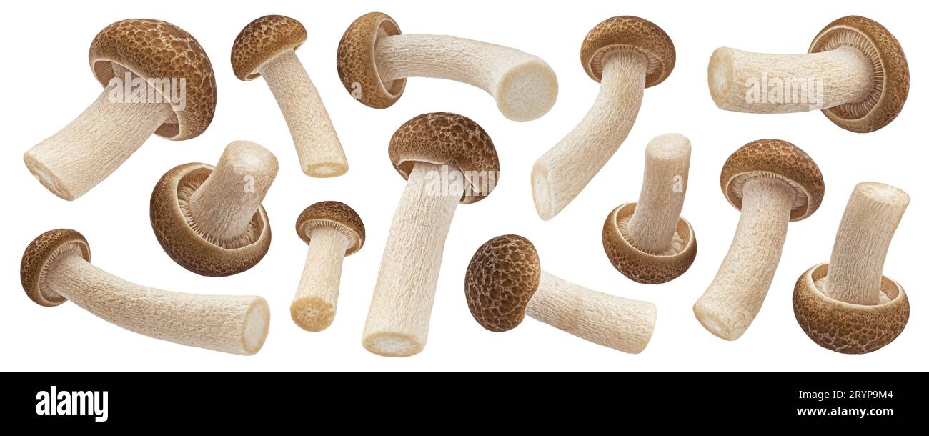 Shimeji mushroom collection, brown beech mushrooms isolated on white background Stock Photo