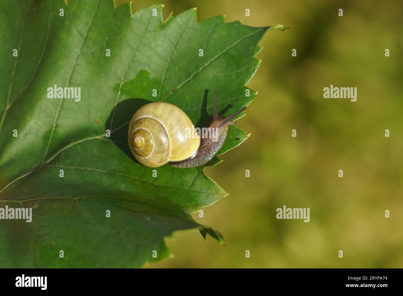 Grove snail or brown-lipped snail (Cepaea nemoralis), family Helicidae. Without dark bands. On a grape leaf. Dutch garden, autumn, October Stock Photo